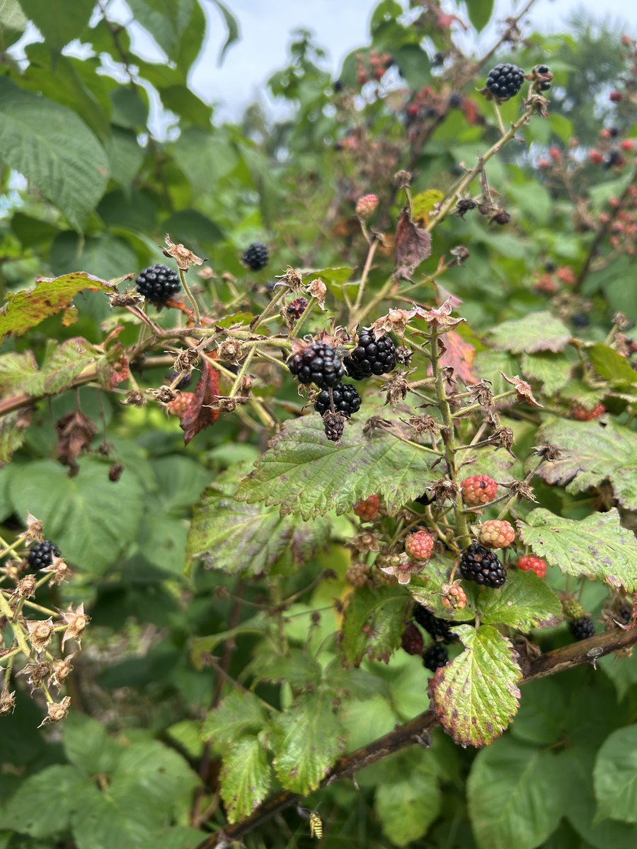 FoodStringer's tweet image. Had such fun picking blackberries on this gorgeous breezy afternoon! Such an awesome way to soak up some sun and breathe wonderful fresh air!