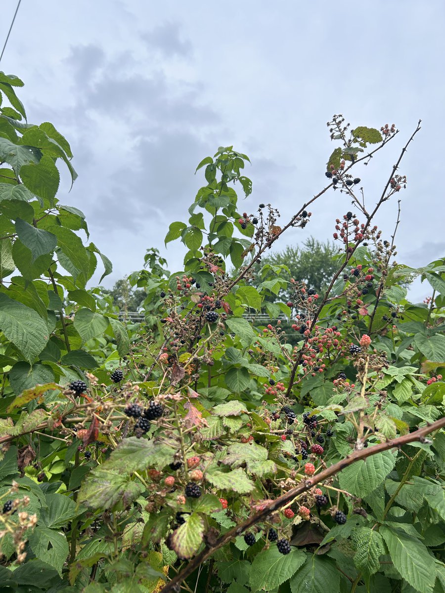 FoodStringer's tweet image. Had such fun picking blackberries on this gorgeous breezy afternoon! Such an awesome way to soak up some sun and breathe wonderful fresh air!