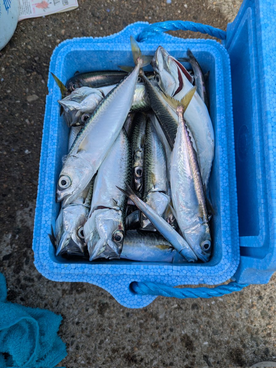 Tao_Ru_'s tweet photo. 初めて海で釣りしたけど、イワシと小サバが１００��ぐらいは釣れたよ。
釣れるとこはこんなに釣れるもんなのねー
お盆も終わったし、そろそろ勉強再開しないとだわ。 https://t.co/FYxuL3VRJB