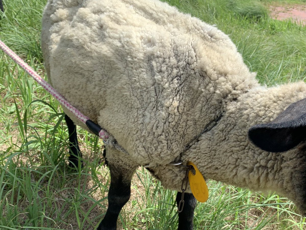 のと里山海道で羊を落とされた方いませんか？現在は志雄パーキングエリア（金沢方面）で保護されています。頭に少しケガをしてるようですが、周辺の草を食べるなど食欲はあるようです。先ほど警察の方も来ていました。