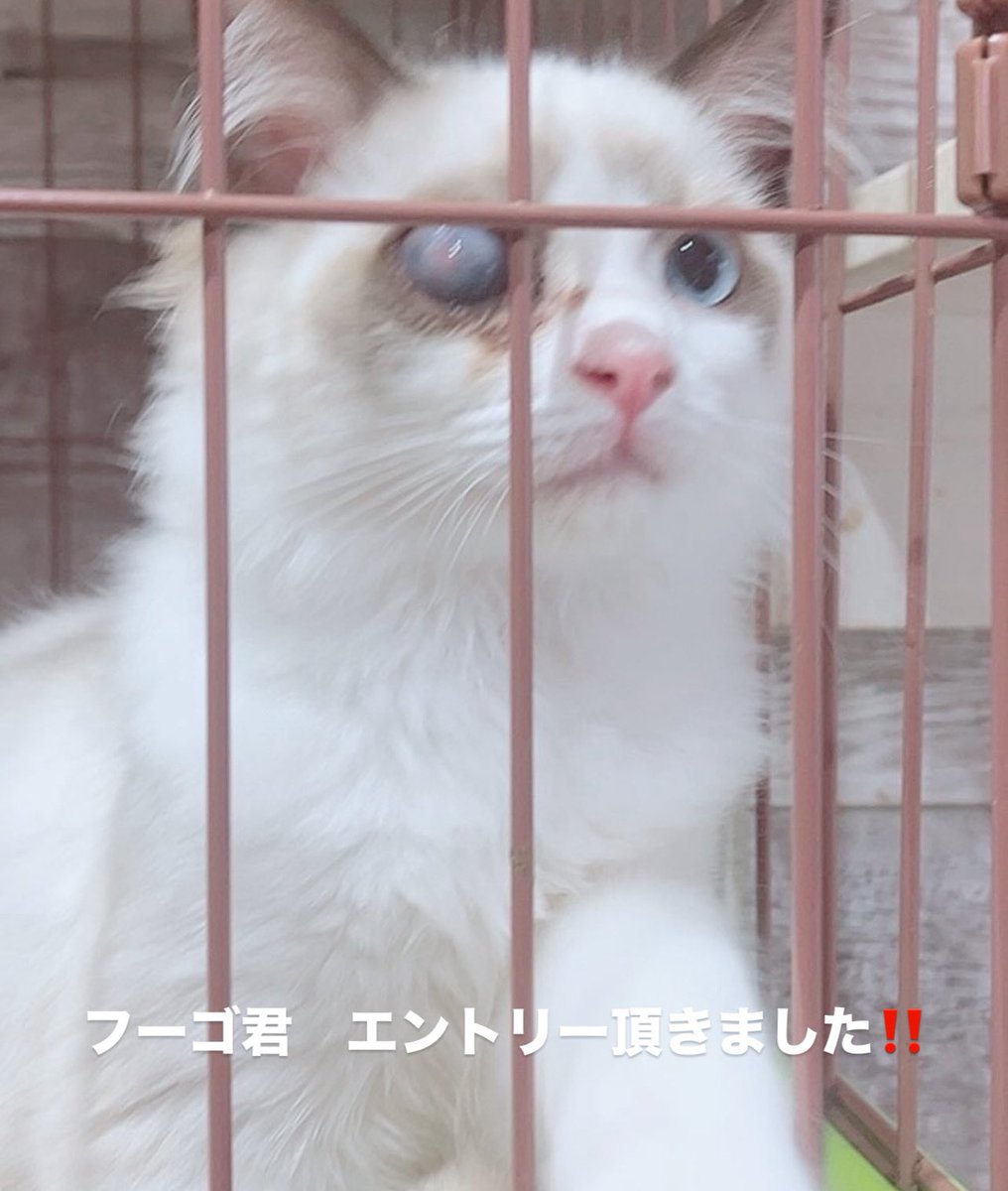 ねこねこ様ご相談ページ 保護ねこカフェ ねこの木 NPO法人にゃんずプロテクト