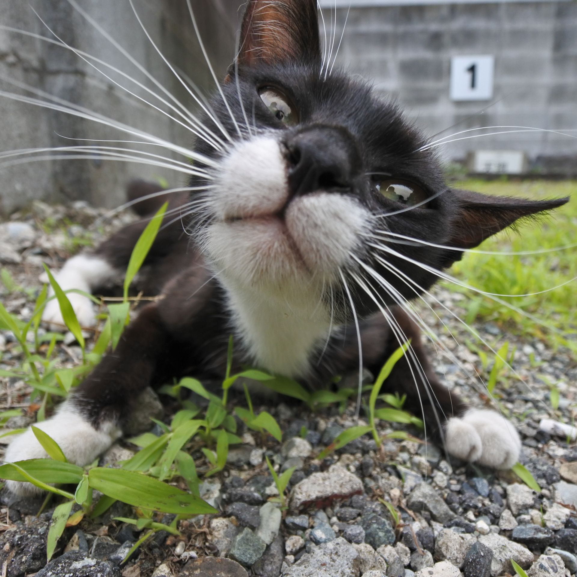 猫猫 Amazon | 【公式】BRILLIANT 薬屋*のひとりごと フィギュア 猫猫