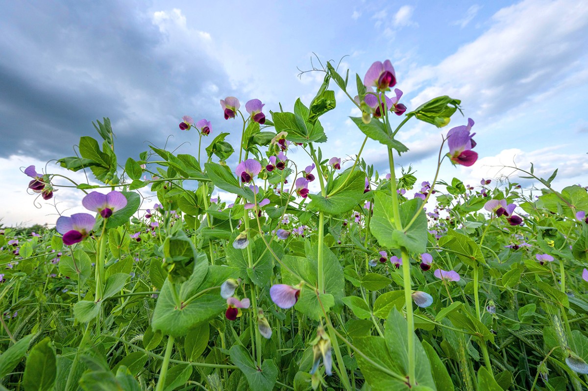 #DYK? 

After 160+ years, the last 3 missing puzzle pieces of Mendel’s pea experiments are in place. 🧬🌱

Scientists just identified the genes behind pod shape, pod colour and flower clustering in Pisum sativum. A major milestone in plant genetics and a tribute to the father of