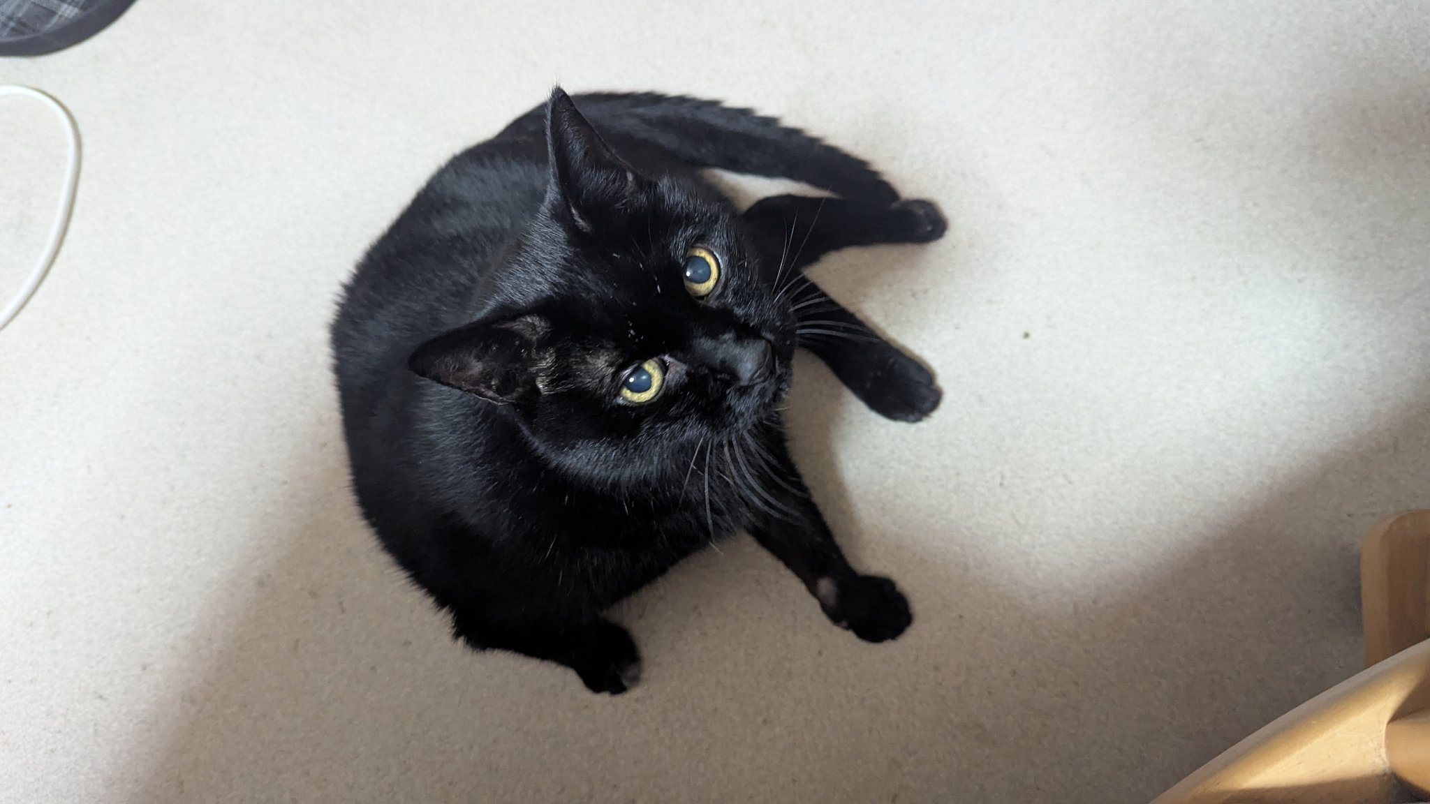 「黒猫みんと」のみ みつ🐥 癒しより煮干し on X: 