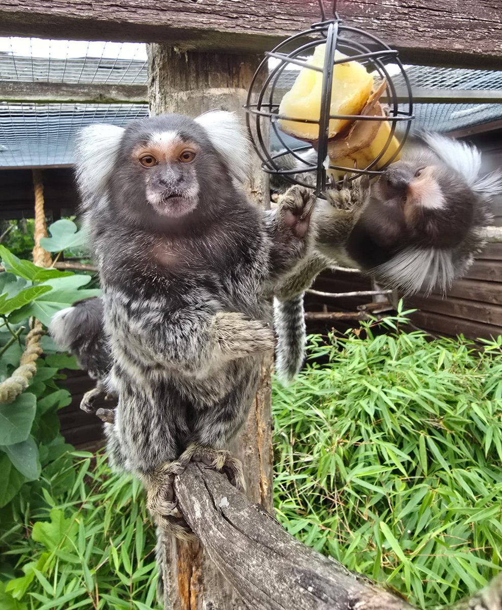 Breakfast time for our Common Marmosets! 🐒🍽️

Winston’s face says it all… he’s not too thrilled about having to work for his meal today! 😂 

#isleofwight #breakfast #marmoset #mondayblues