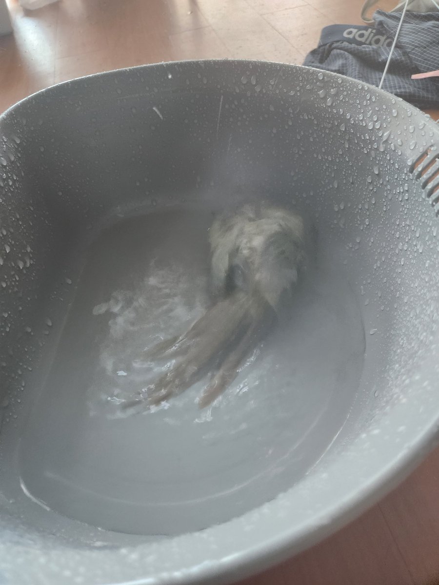 목욕했어요
너무격렬하게해서 우아함이라고는 털끝만큼도 찾을수없어진 모습