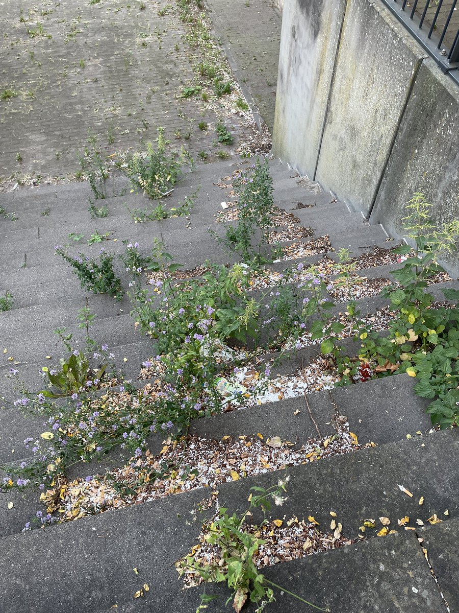 riannekingma's tweet photo. @AmsterdamNL bijna 2 weken geleden belde ik de noodlijn vanwege een milieuramp op IJburg. Meerdere straten die ‘besneeuwd’ waren met miljoenen piepschuimbolletjes. De bermen zijn nog steeds wit, de rest vindt je terug in goten, huizen, water, vissen, vogels. Waarom doet u niets?! https://t.co/ODcOXsNeMP