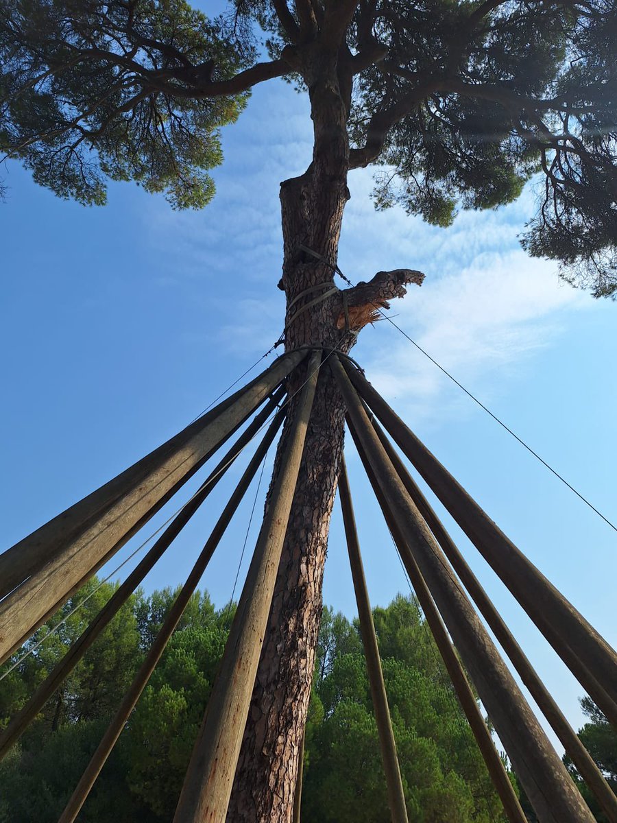 L'alcalde accidental, Carles Brugarolas, ha visitat el Pi d'en Xandri, ja que una de les tres branques principals ha caigut. L'han acompanyat Policia Local, Protecció Civil i tècnics de medi ambient. Les primeres valoracions indiquen que pot ser degut a les extremes temperatures.