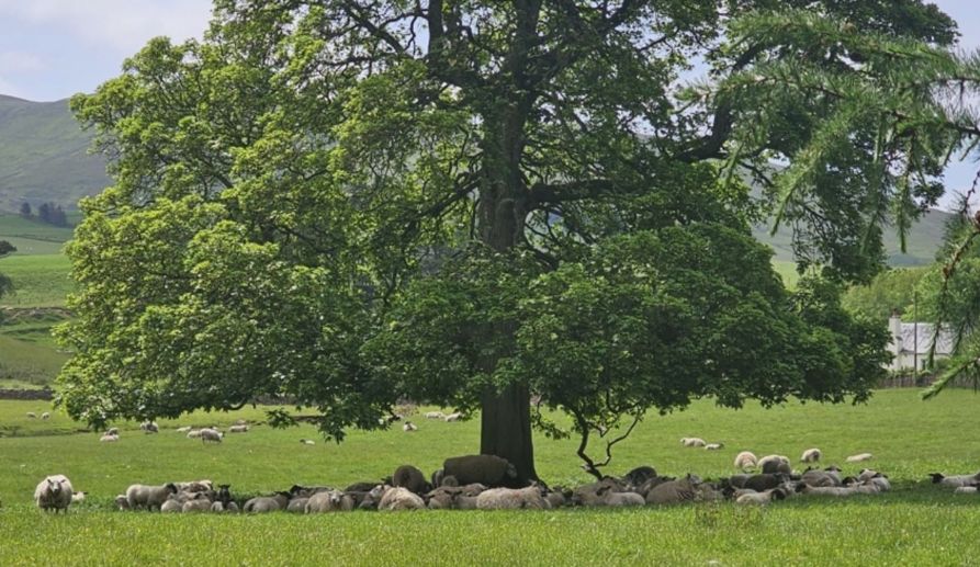 🌲 Some love them, others hate them: Understanding farmers' tree planting decisions in Scotland ➡️ buff.ly/ORVygFx

Solutions for Scottish agroforestry? Support for tenant farmers, funding for small-scale planting, easy access to knowledge! <a href="/albert_mvula/">Albert Mvula, PhD</a> <a href="/katrin_prager/">Katrin Prager</a>