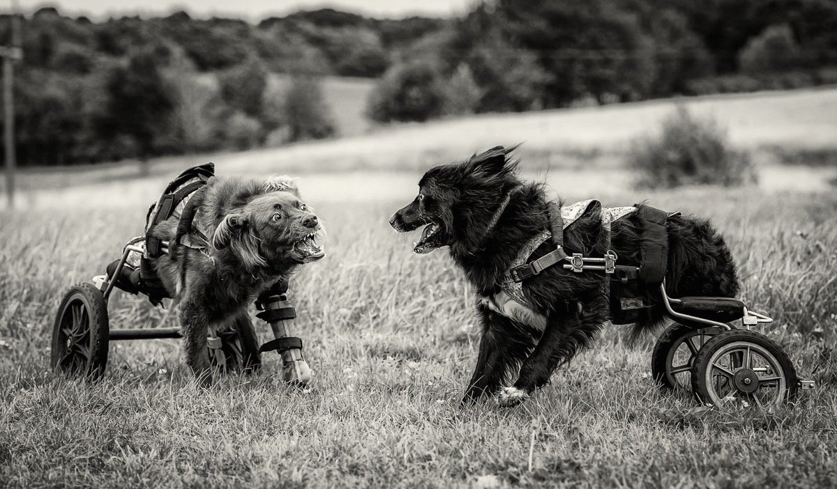 We hope you all have a wonderful week! #florisfriendsrescue #rescuedog #disabled #dogs