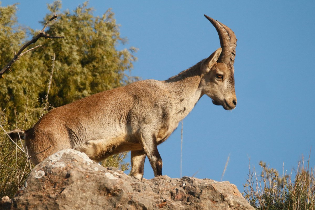 Ojalá en la naturaleza hubiera animales que pasaran todo el año por el monte sin depender de nadie y se alimentaran de la vegetación que encuentran... Los podríamos llamar por ejemplo, herbívoros silvestres. Y a las cabras, mmmm cabras montesas 

🙄