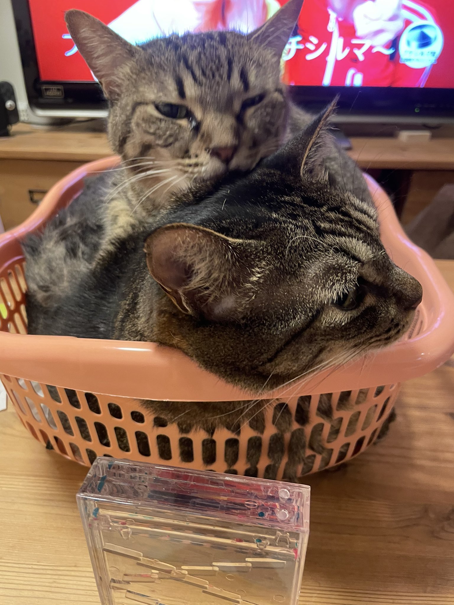 猫の寅 迷い猫)青い目・かぎしっぽ・灰色トラ柄のネコが脱走