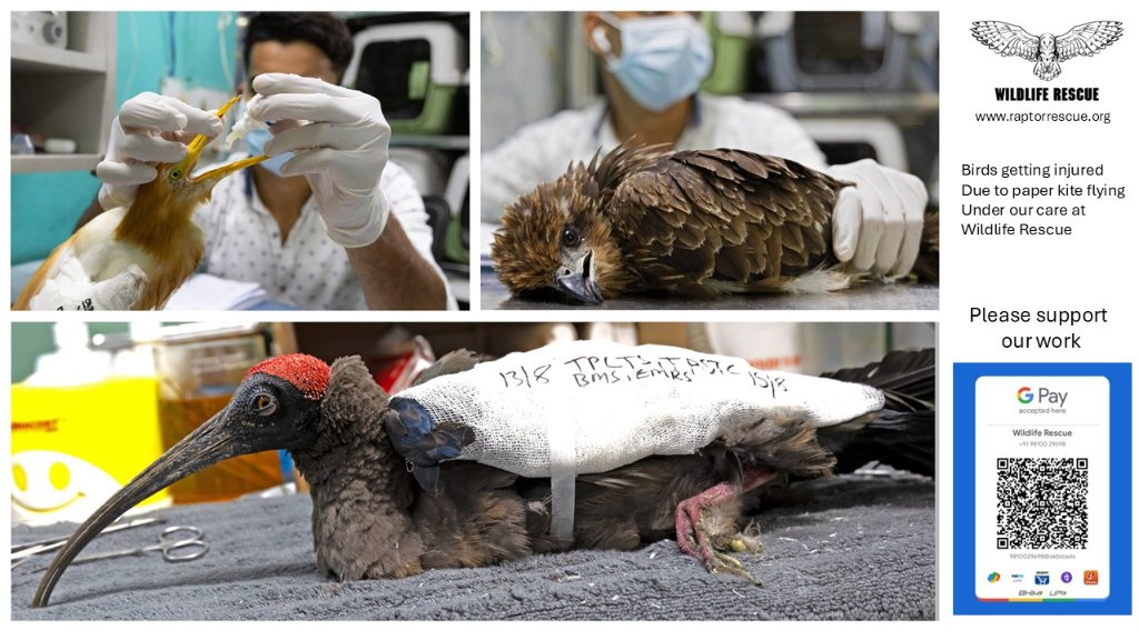 Kite flying season is here in Delhi.
#raptorrescue #wildliferescue #birdrescue

raptorrescue.org
