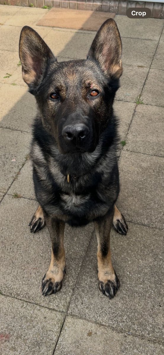 PD Loki: Searching for 50 minutes in dence undergrowth, Loki found a vulnerable missing person deep in the bushes. Receiving the correct help from the appropriate agencies is now being sorted thanks to Loki. When your eyes can’t see something, you use a nose 🐕