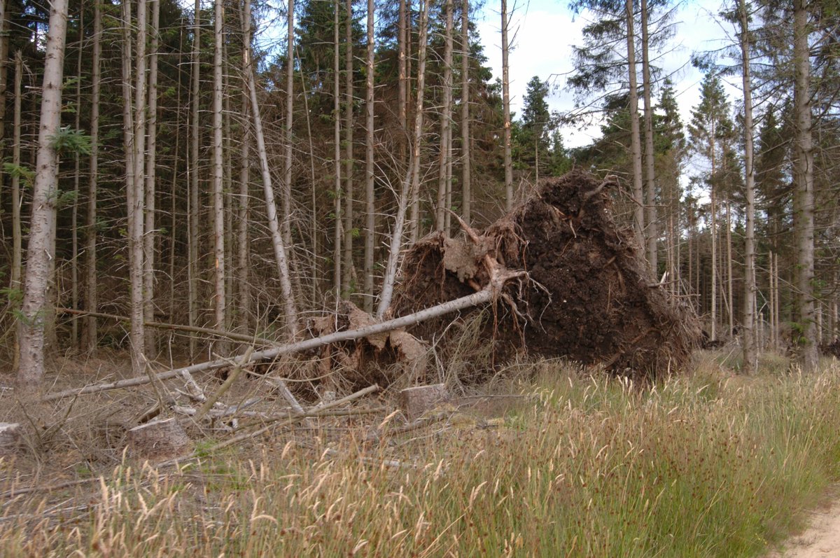 📢 PROJECT ANNOUNCEMENT 📢

🌳 How resilient are our forests to windstorms?

🔬 Our scientists are blending social &amp; ecological research to improve wind risk models and support climate-smart forest management.

🔗 Read more: forestprotection.uk/project/cfp251…