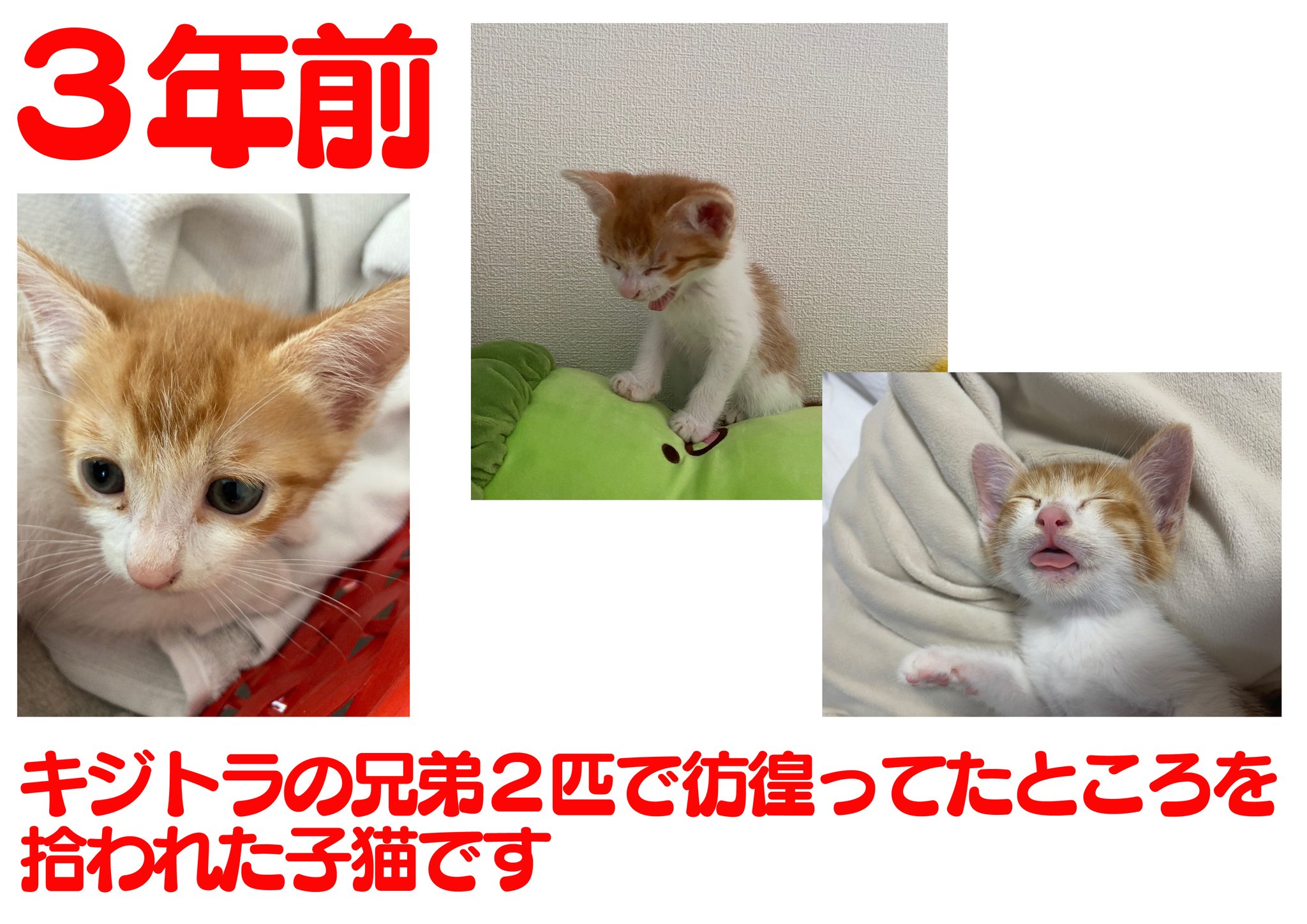 ねこまろさま専用 MGM鈴鹿店 on X: 