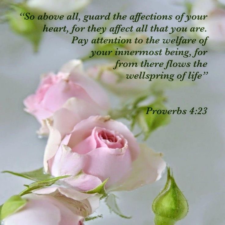 Good Morning 🌸
“So above all, guard the affections of your heart, for they affect all that you are. Pay attention to the welfare of your innermost being, for from there flows the wellspring of life”