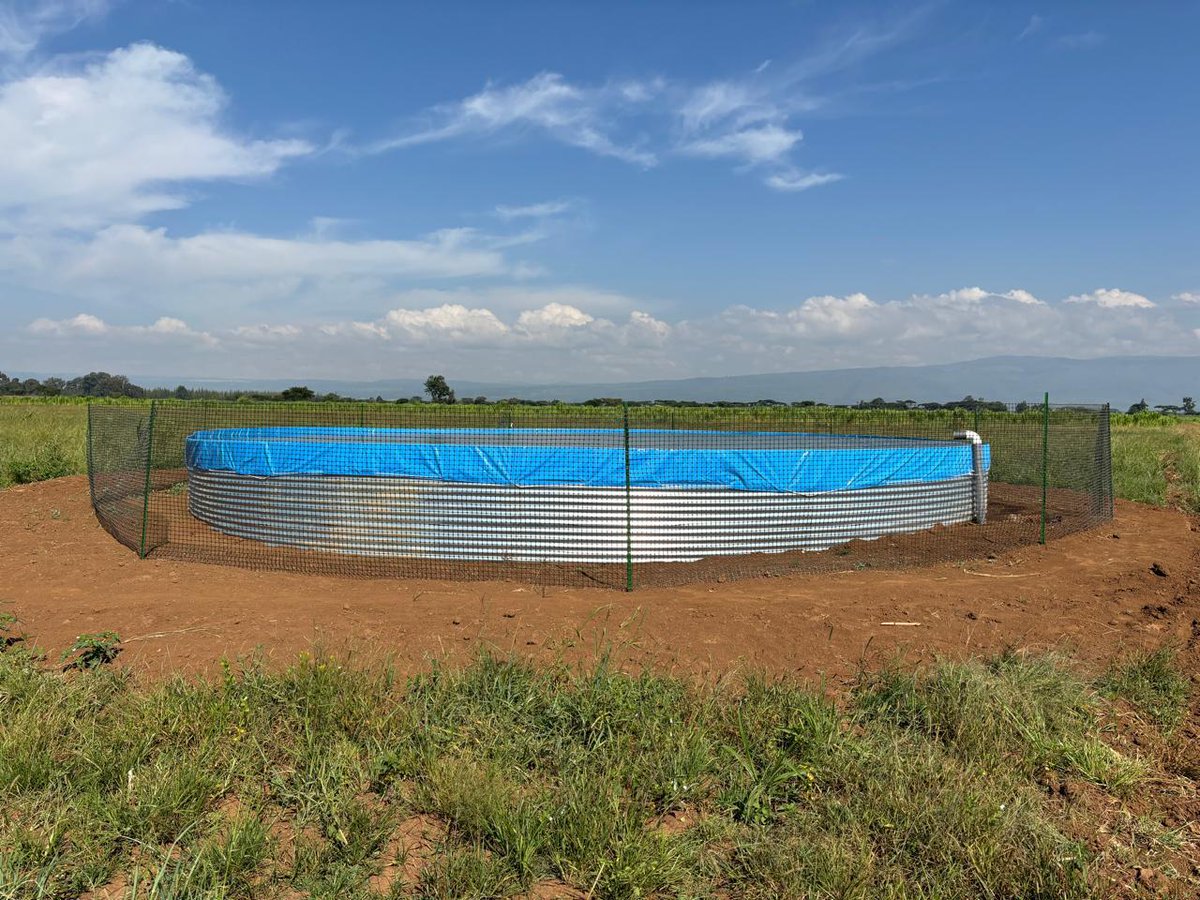 JuncaoGrass's tweet image. Whether you want to store water or rear fish using tanks, we have you covered with our durable and galvanised water tanks. Reach us for more information on the prices and more.
#watertanks #galvanisedwatertanks #waterstorage  #fishfarming #waterstoragesolutions