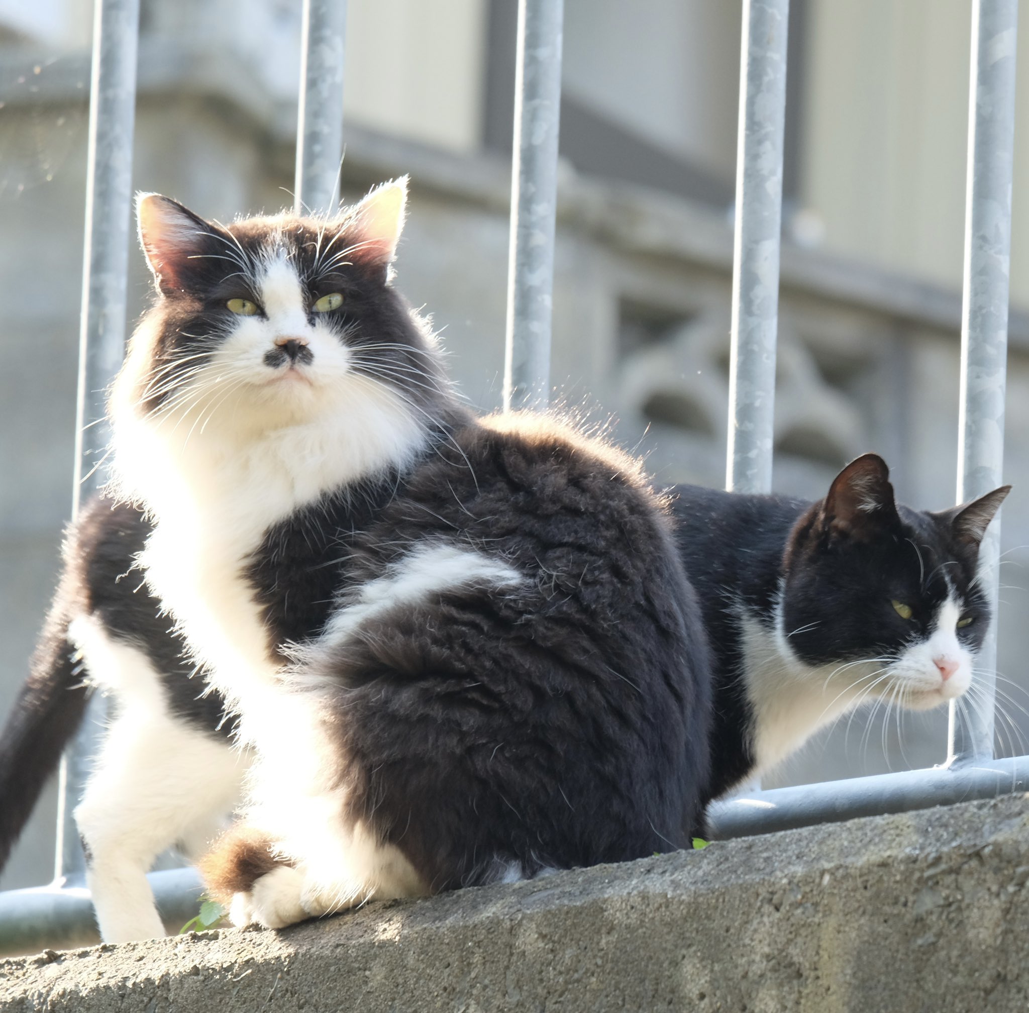 青猫本舗＊即購入OK＊ あおいとり🐱写真集「ずっと気まま猫」発売中 on X: 