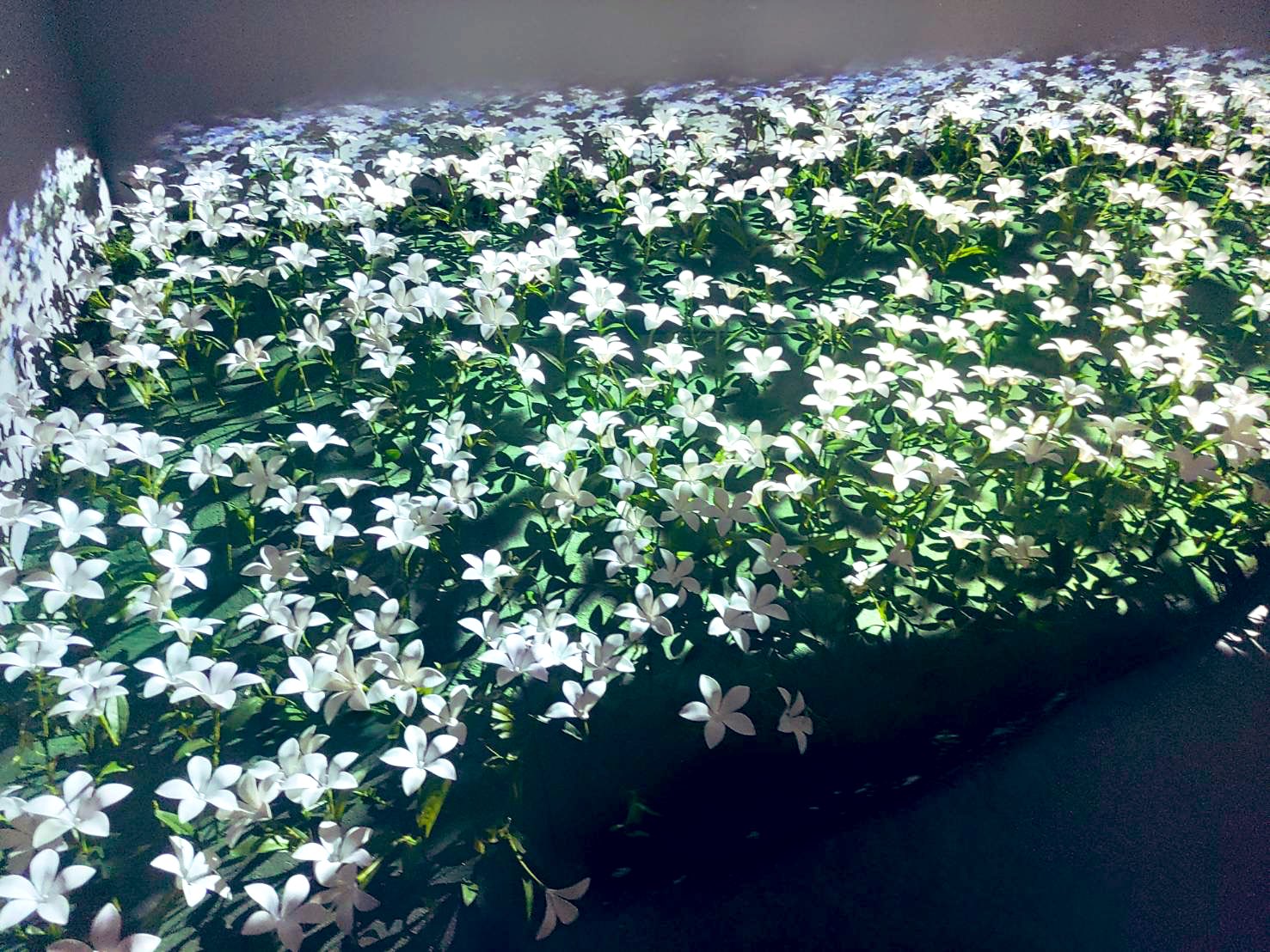 ◆三日月✨◆ 三日月^. ̫.^ (@Mikaduki6452188) / X