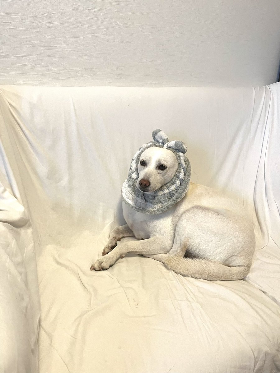 しろい犬 住商アグロ ハーツ デンタルボーンミニソフト超小型犬専用