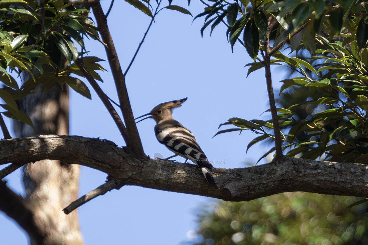 8jo_ensis's tweet photo. 2025年8月16日に撮影した #ヤツガシラ （ Upupa epops / Eurasian Hoopoe ）
越冬地への南下は、アイランドホッピングのコースが定まったのかも。この後、まだ南下してくる個体がいる？
#八丈島 #8jo #hachijojima #伊豆諸島 #japan #野鳥 #birds #birdphotography #八丈島の人向け鳥図鑑 #旅鳥 https://t.co/FU5aE6vNCz