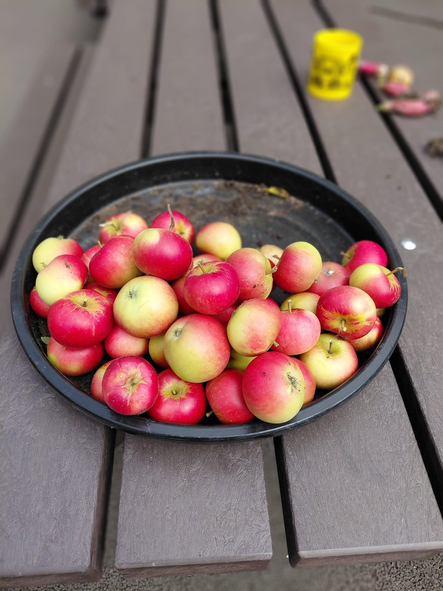Gardening Group 🌱🌸
Planters emptied, radishes &amp; apples harvested, and a new bee &amp; butterfly garden planted. A purple flower bloomed as we watered it — a reminder of the power of self-care. Finished off with well-deserved chip butties! 💚
#GardeningForWellbeing