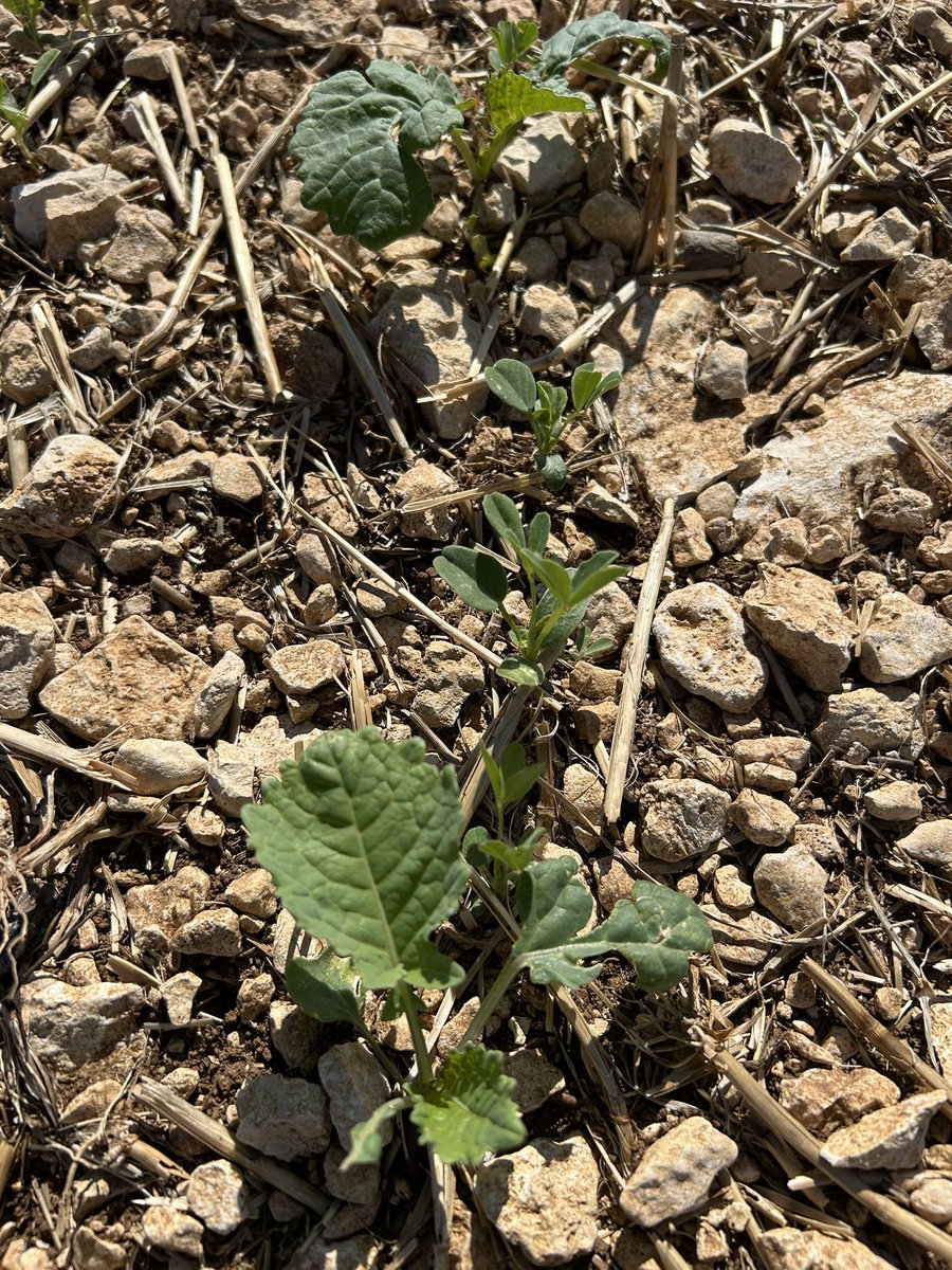 OlivierCOSTE2's tweet photo. #VisMaVieDeArc est sur les essais #Colza de la Bourgogne.
3 dates de semis @BONNIN1402,chez une
#Agriculture et #CeuxQuiFontLesEssais en situation #SuperKdr #Altise #GA 🪲🐛.
La première #ColzaProtect,28 juillet.
La 2 #ColzaRobuste💪,5 août.
La 3 #CeuxQuiFontLesVariétés,14 août. https://t.co/hr6HthsyJJ