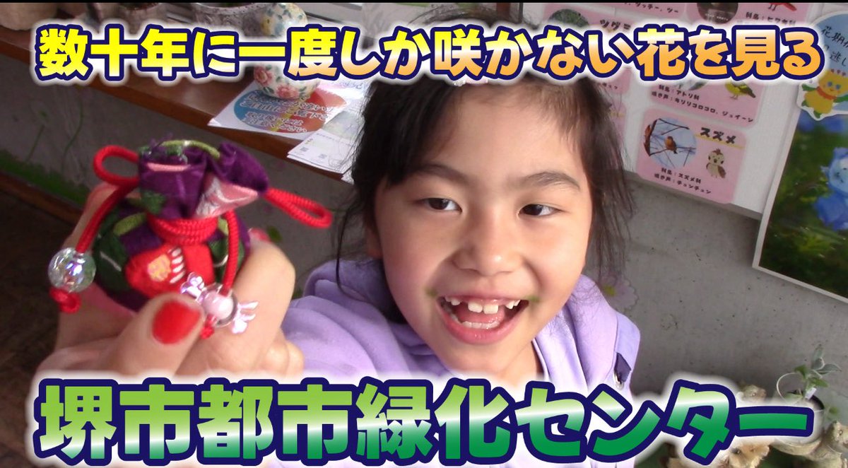 soyaik's tweet photo. 数十年に一度しか咲かない花をみちょいが観察〜お抹茶体験と匂い袋体験〜
↓
https://t.co/8LlML1BHkT
↑
#アガベ　#滅多に咲かない花 https://t.co/cAuxOJ6pK4