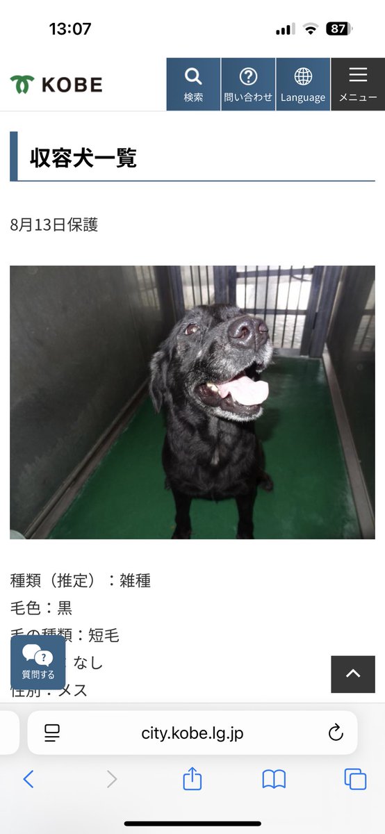 TNOKRS's tweet photo. たくさんのリポスト、いいねありがとうございます。
神戸市動物管理センターに保護されています。センターの方とお電話でお話させて頂きましたが、飼い主さんも柴の情報もまだないようです。飼い主さん探してないの！？何で！？
＊ラブでなく雑種の可能性が高いそうです。

#神戸市
#迷子犬
#迷い犬 https://t.co/3lWHpcxDgO