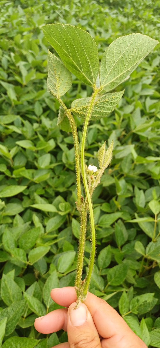 David Owens tweet media