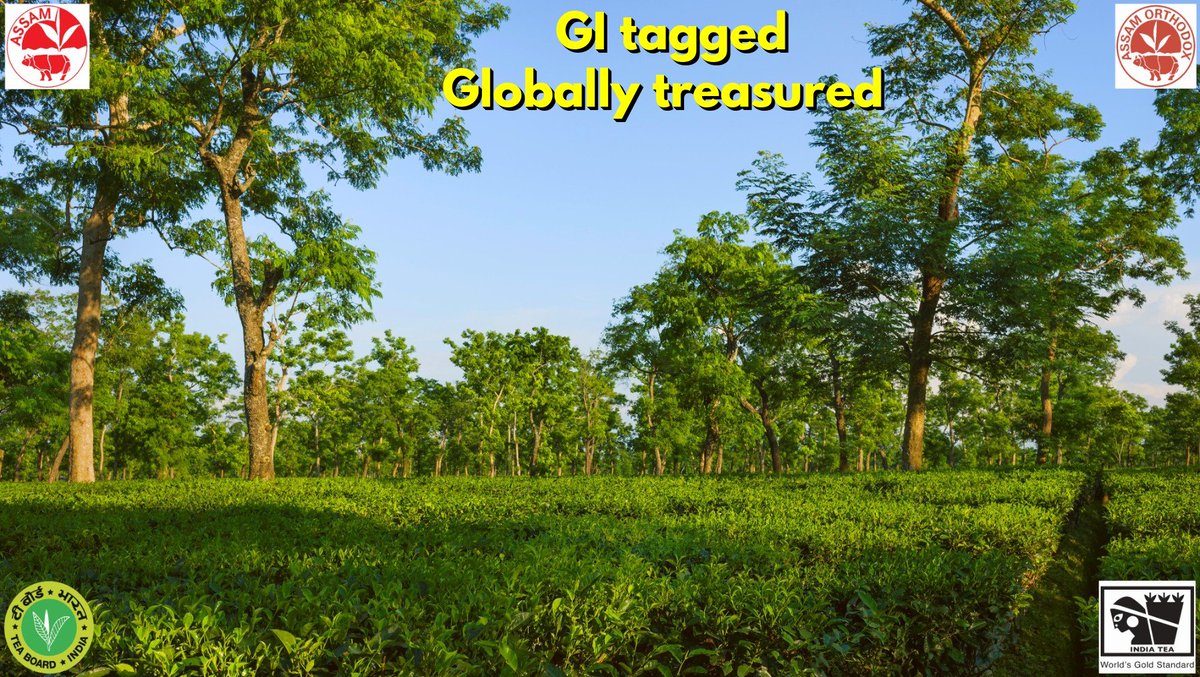 teaboardofindia's tweet photo. Assam’s unique soil, climate &amp; rainfall give birth to teas with a character like no other. That is why Orthodox Assam Tea proudly carries the Geographical Indication (GI) tag – a mark of its unmatched quality &amp; heritage. #AssamOrthodox #IndiaTea #IndianTeaLove #IndiaTeaAndMe https://t.co/72N5ZTpp2x