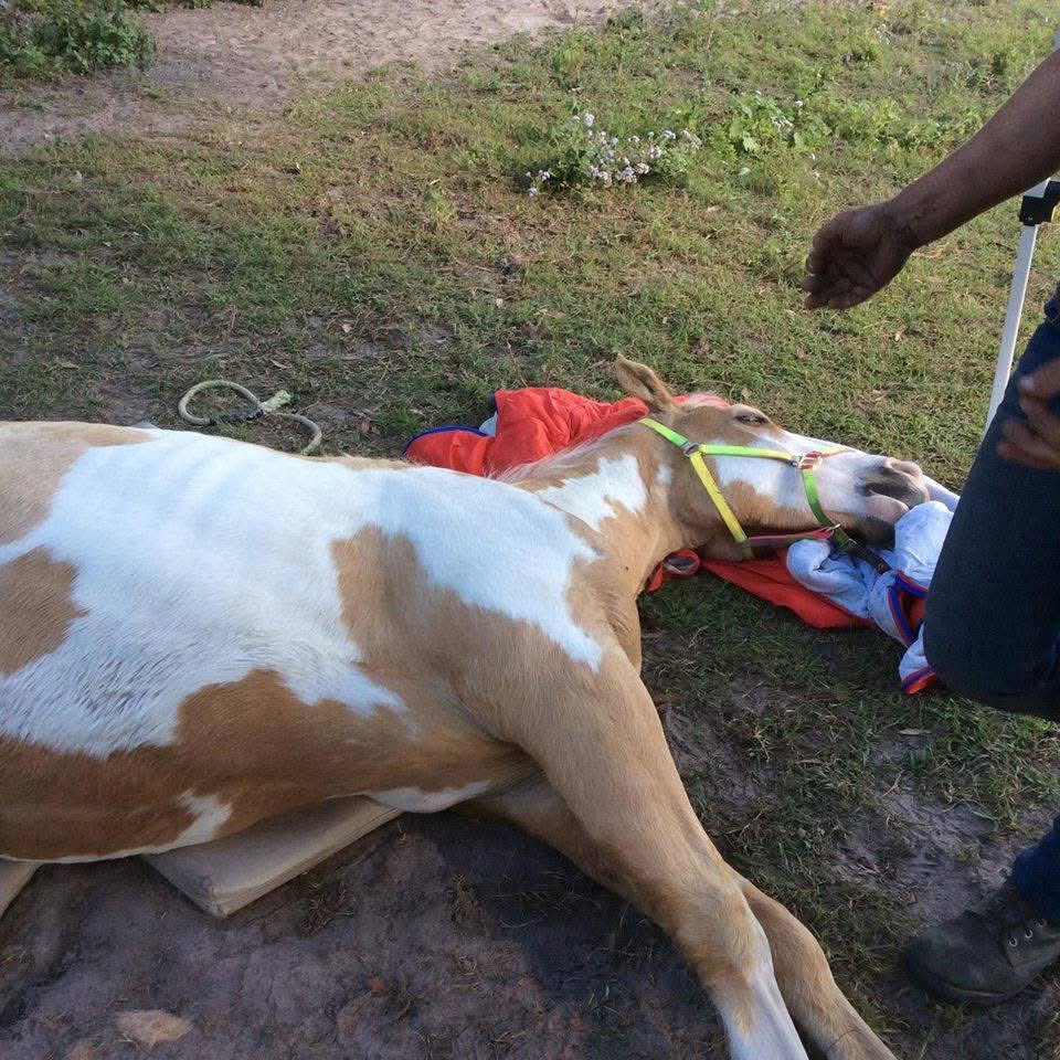 💔 “Yet another horse is in a critical condition less than two weeks after recieving the hendra vaccine.
The symptoms are the same as two other horses that died within two weeks of recieving the hendra vaccine.
Collapsing in the hind end, unable to stand and getting weeker by the