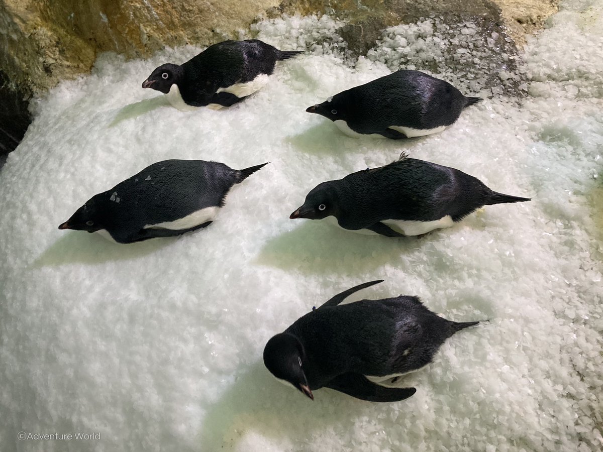 ヘイ、お待ちぃ！！ペンギン盛り🍣🐧
