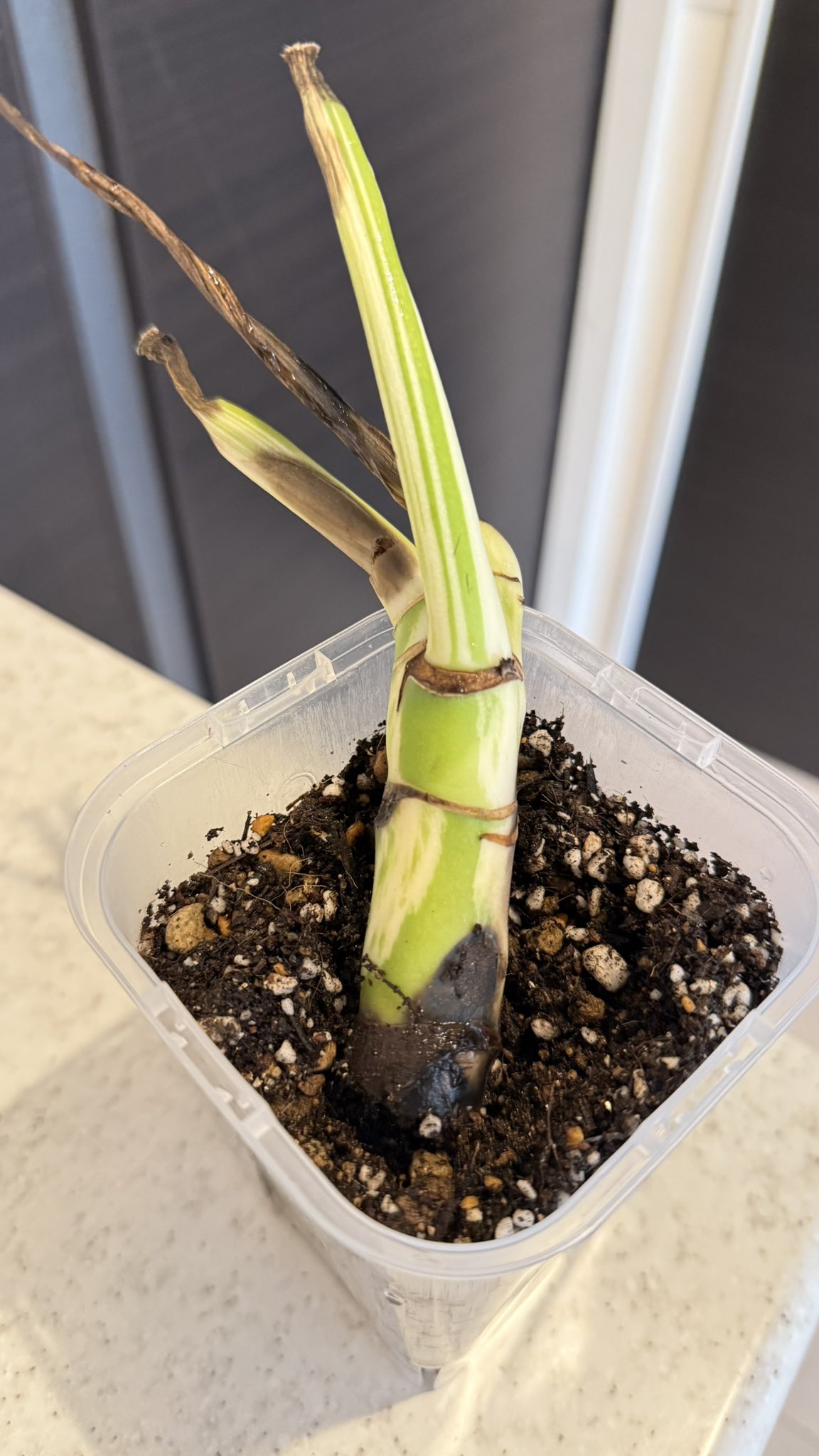 斑入りモンステラホワイトタイガー大茎6株おまとめ 斑入りモンステラ