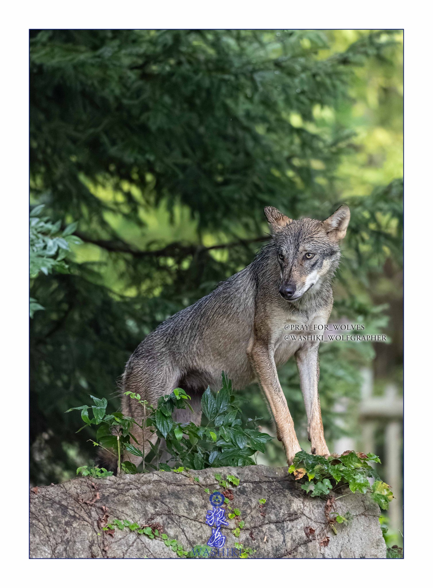 WASHIKI🐺🌊WolfGrapher on X: 
