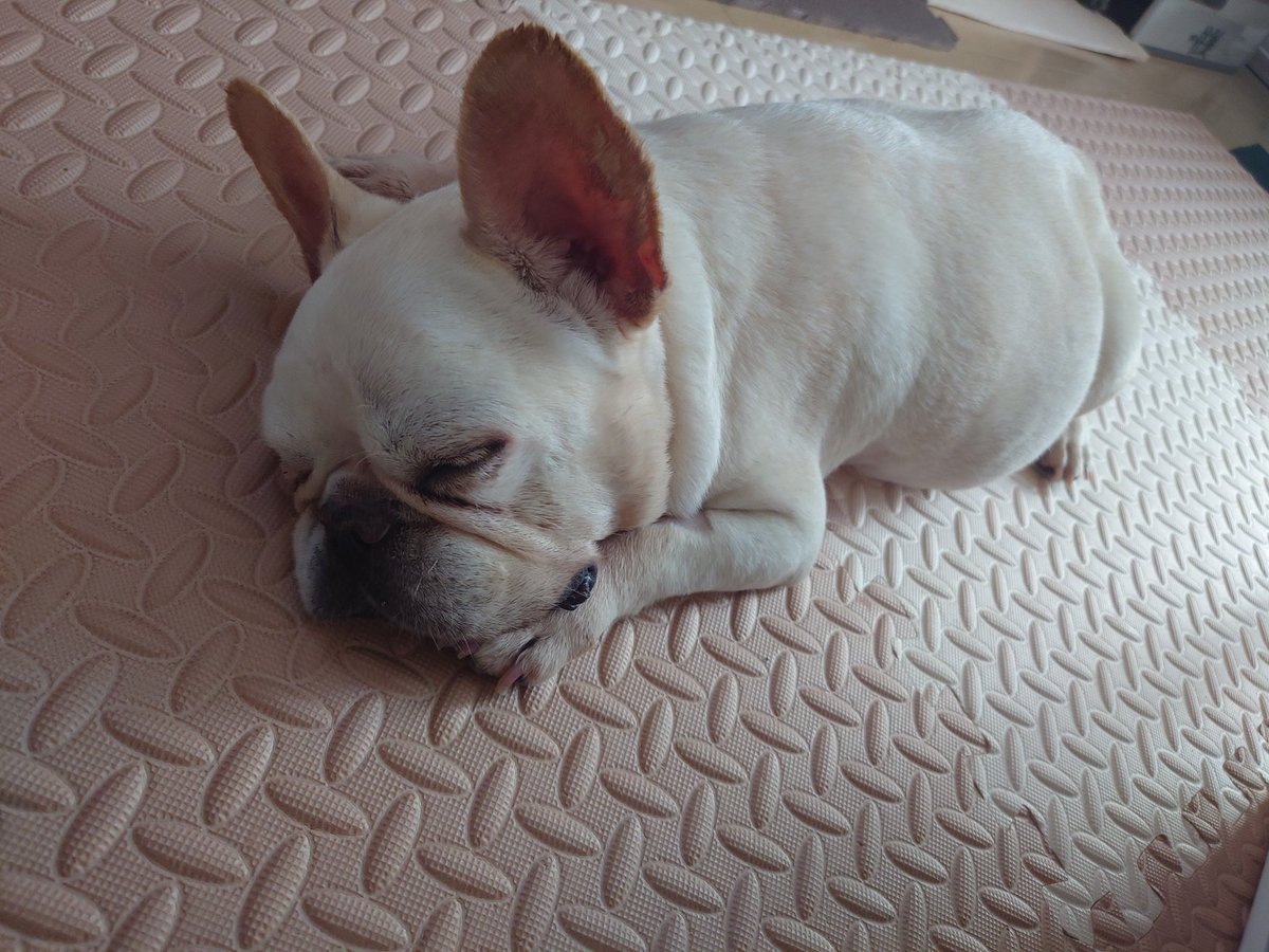ruitansan's tweet photo. きなこちゃん無事に輸血てきました(^o^)
皆様、ありがとうございましたー

まだまだ大変ですが、前向きに頑張ります❢
#フレンチブルドッグ 
#フレブル
#重度貧血
#低アルブミン血症
#蛋白漏出性腸症 https://t.co/UoFoVfjIYd
