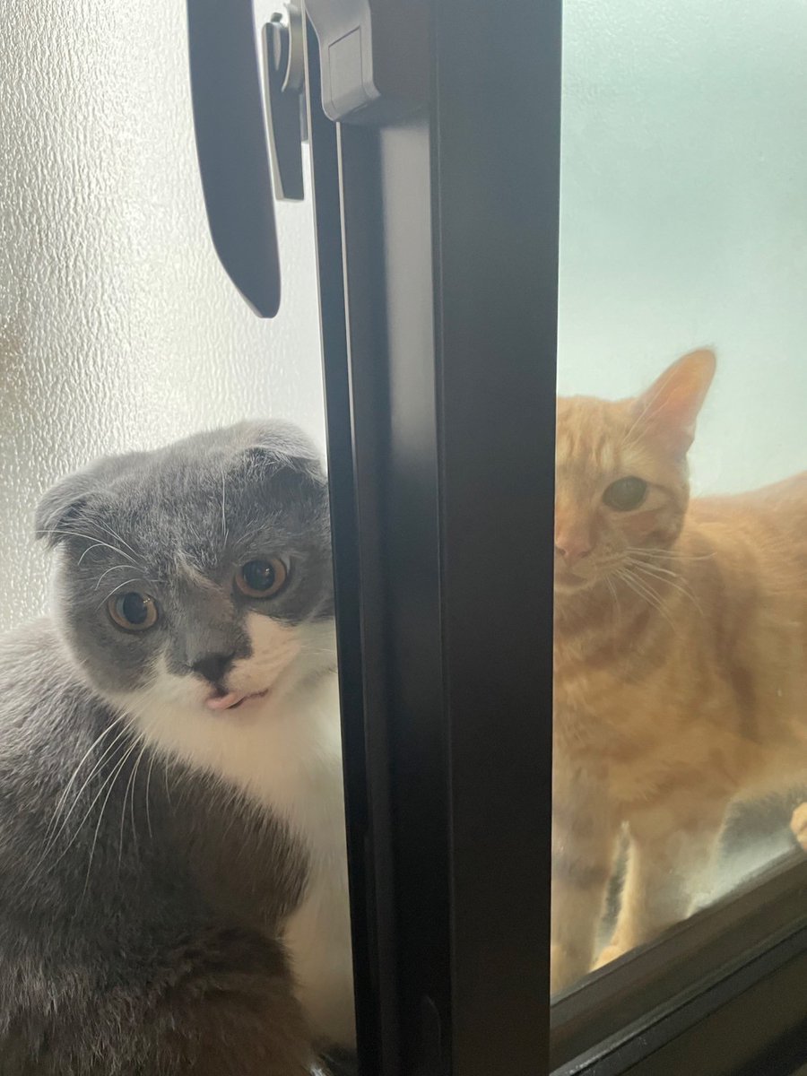 おはようございます 
パソコンショップエムズ、本日も10-17時まで営業中です！ 

8月も折り返しです！頑張りましょう！

#猫 #猫のいる暮らし #猫好きさんと繋がりたい 　　
#しんのすけ店長 #とらのすけ専務