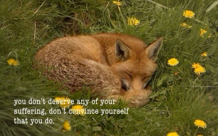 caninepoetry (@caninepoetry_) on Twitter photo 