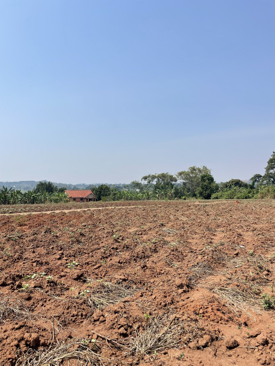 bruno_akampa's tweet image. Selling Land in different areas!

- Kira
- Bulindo
- Nabusugwe
- Kitukutwe
- Nakwero-Nakasajja

• Busukuma
• Kiwenda
• Busiika
• Zirobwe

* Bwebajja
* Kawuku
* Kasanje
• Bwerenga
* Lutembe

✓ Mityana Road
✓ Kayunga
✓ Wakiso-Namusera
✓ Kakiri

- Mbarara
- Lake Bunyonyi