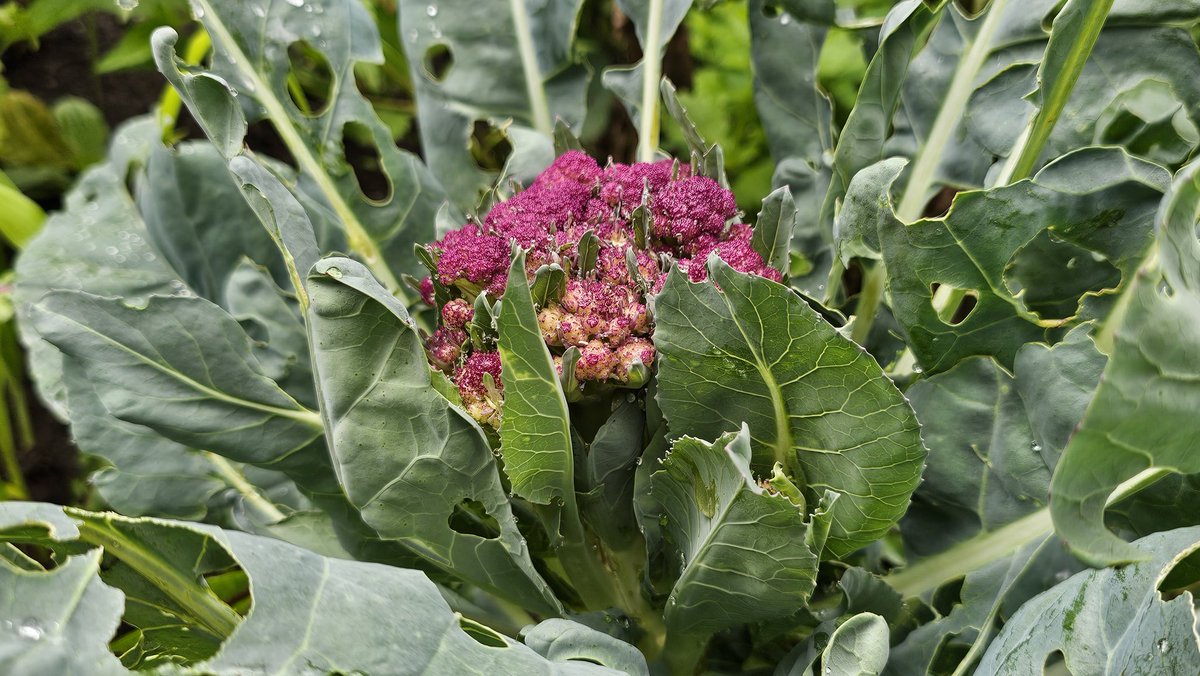 DuylsBos's tweet photo. Wat zie je hier? Nee het is geen grapje en ook niet gephotoshopt, het is paarse #bloemkool! Er staat er eentje in de cirkelvormige moestuin. Deze soort schijnt zachter van smaak te zijn als de witte
#bloemkool #paarsebloemkool #indemoestuin #kijknou #altijdwattezien #bijzonder https://t.co/4oHBihJDdD
