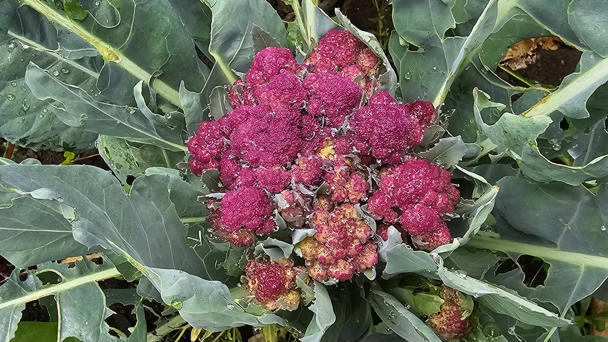 DuylsBos's tweet photo. Wat zie je hier? Nee het is geen grapje en ook niet gephotoshopt, het is paarse #bloemkool! Er staat er eentje in de cirkelvormige moestuin. Deze soort schijnt zachter van smaak te zijn als de witte
#bloemkool #paarsebloemkool #indemoestuin #kijknou #altijdwattezien #bijzonder https://t.co/4oHBihJDdD