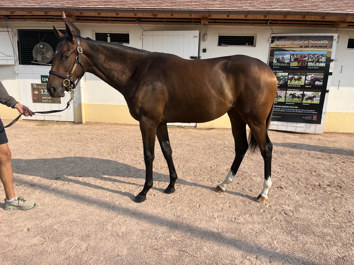 Doyle Racing (@doyle_racing) on Twitter photo Beautiful π€© filly by New Bay β¦<a href="/InfoArqana/">ARQANA</a>β© out top class race mare purchased β¦<a href="/rhannonracing/">Richard Hannon</a>β© β¦<a href="/Tweenhills/">Tweenhills</a>β© β¦<a href="/BallylinchStud/">BallylinchStud</a>β© #queen ππππππ Beautiful π€© filly by New Bay β¦<a href="/InfoArqana/">ARQANA</a>β© out top class race mare purchased β¦<a href="/rhannonracing/">Richard Hannon</a>β© β¦<a href="/Tweenhills/">Tweenhills</a>β© β¦<a href="/BallylinchStud/">BallylinchStud</a>β© #queen ππππππ