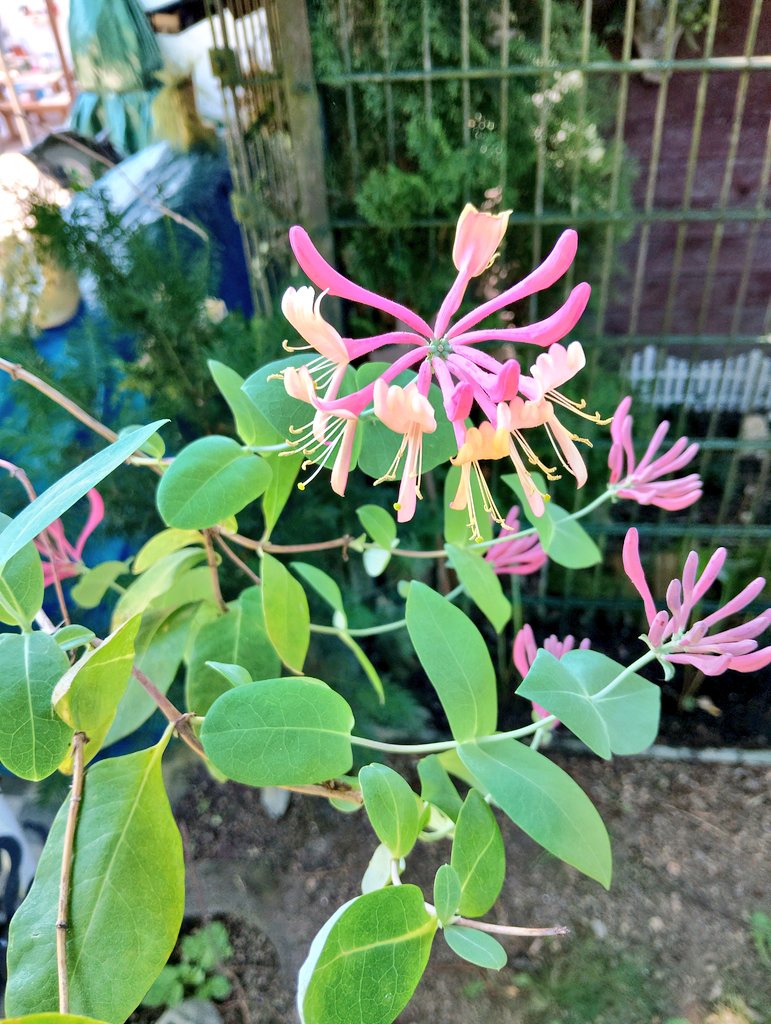 Guten Morgengruß ☕