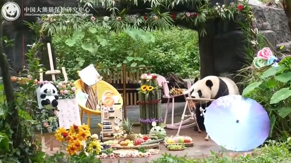 likingpanda's tweet photo. Fan Xing (born in the Netherlands) got a “little princess” birthday theme. Her nannies even gifted her a umbrella—’cause princess doesn’t like rain on her fur! 👑☔🥰

#fanxing #pandabirthday https://t.co/CZAUzoIBXY