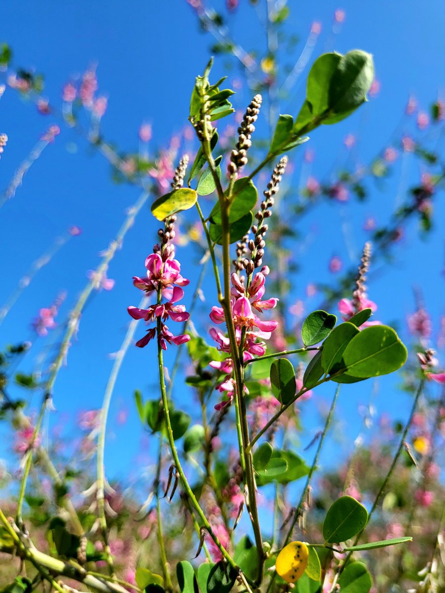goldrose9090's tweet photo. 🌷Nangacho vs. Ssari: Summer Blooming Vines and Shrubs in Korea
🌸#Nangacho #SsariFlower #KoreanSummerWildflowers #IndigoferaVsLespedeza #PinkVsPurpleBlooms #JulyFlowers #FloralComparison #KoreanBotany
👉Read more here!:
🔗https://t.co/VNbzYjwjDV https://t.co/b9RnvMxJ71