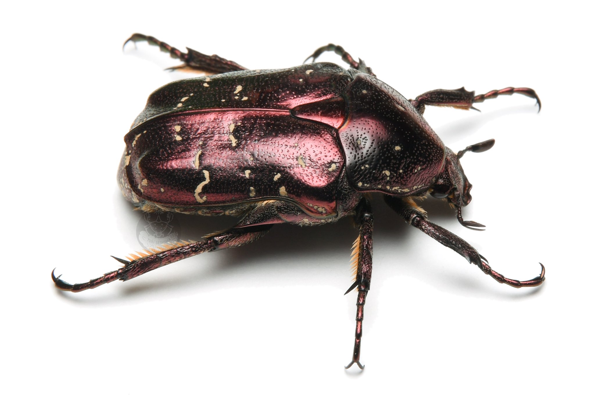 (*´꒳`*)ページ カナムグリ (@Protaetia_lenzi) / X