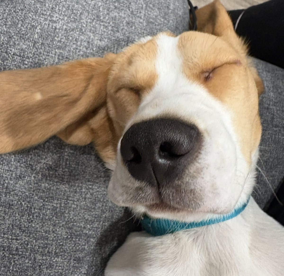 Alejandro tweet media