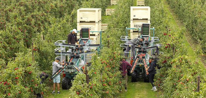 ACT Fruit Grower (@actfruitgrower) on Twitter photo Good crop, UK apple and pear growers share their predictions for the 2025 harvest
Read more via #HortNews >> hortnews.com/articles/horti…
<a href="/GBApples/">Great British Apples and Pears</a> #harvest Good crop, UK apple and pear growers share their predictions for the 2025 harvest
Read more via #HortNews >> hortnews.com/articles/horti…
<a href="/GBApples/">Great British Apples and Pears</a> #harvest