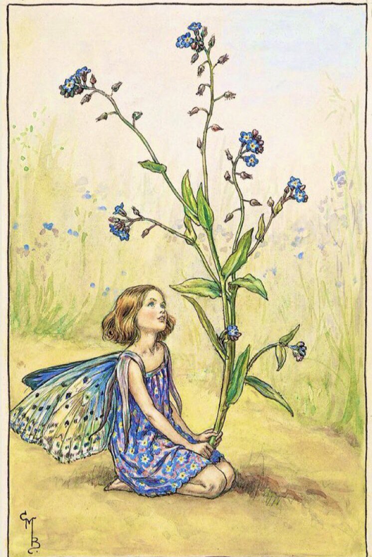 The Forget-Me-Not has always meant faithfulness &amp; devotion despite separation &amp; death. It is also linked to the loss of time when memory goes, &amp; is a symbol for those who support dementia. It means not wanting to forget but also not wanting to be forgotten. #MythologyMonday